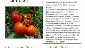 Золотое яблоко с итальянского: что за овощ? в Страдивариус